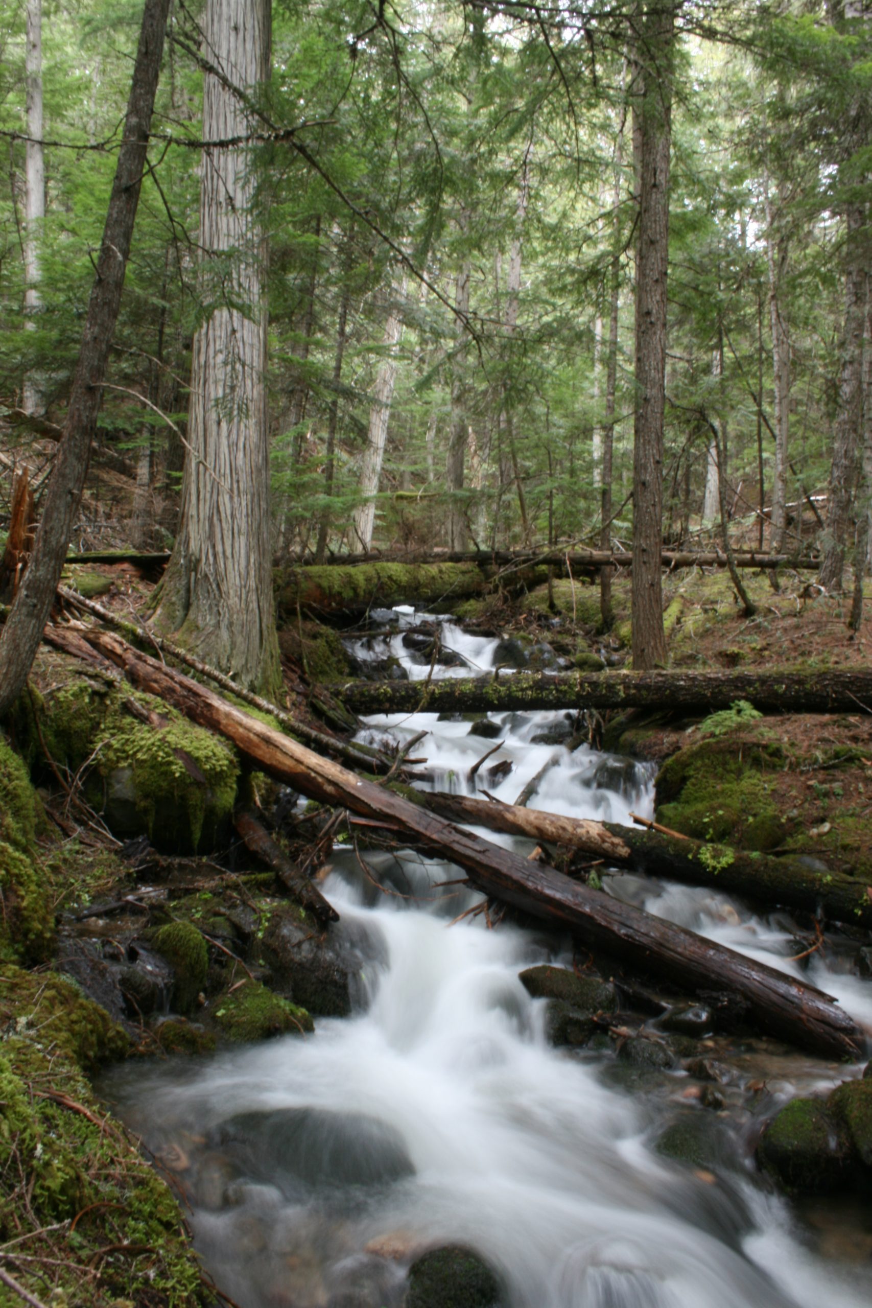 FerralCreek1-scaled
